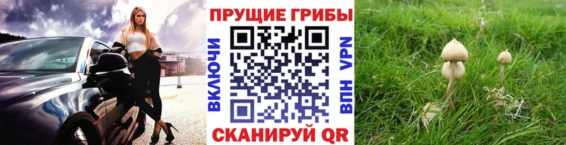 Псилоцибиновые грибы GOLDEN TEACHER Лосино-Петровский